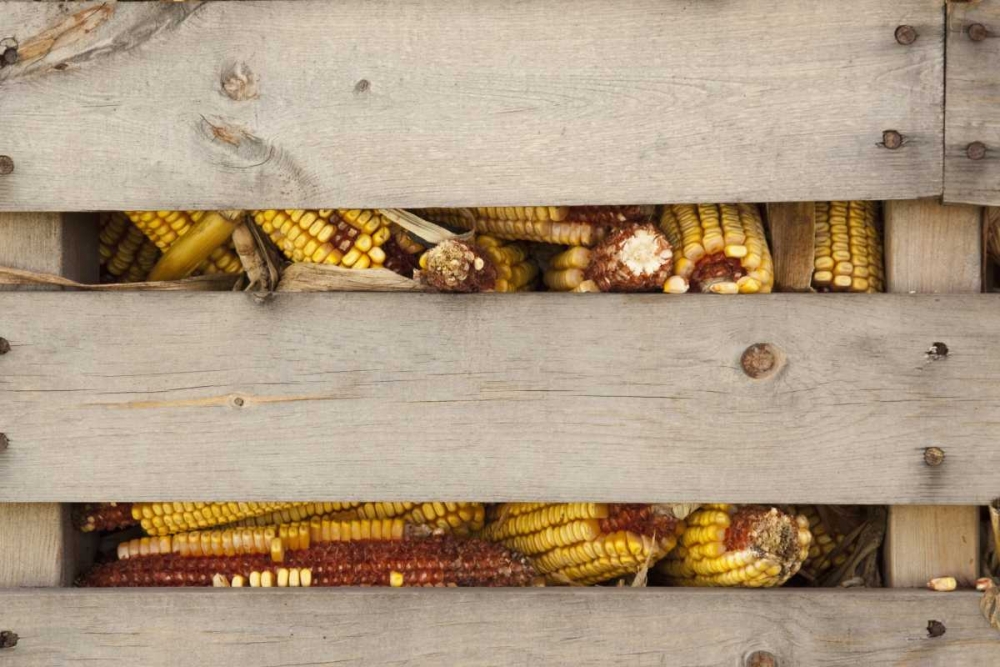 Corn in corn crib Indianapolis, Indiana, USA